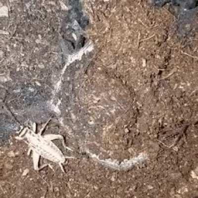 Russian solders when innocent Georgian farmers are minding their business far away from the Abkhazia or South Ossetia border