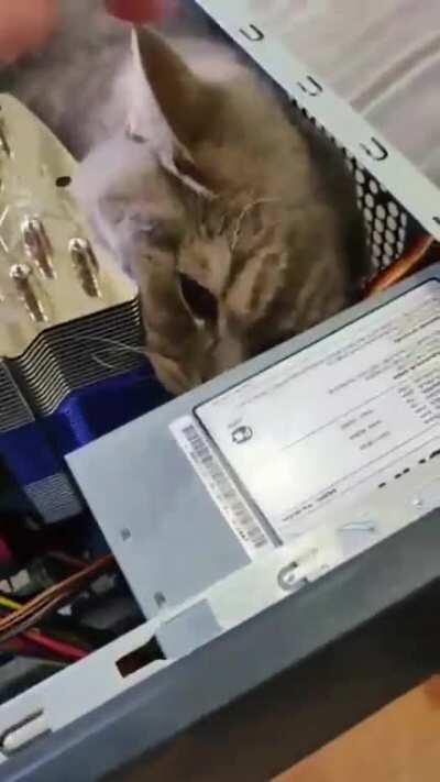 This pc is running Mewbuntu