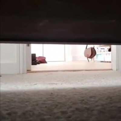 White Cat is in the House