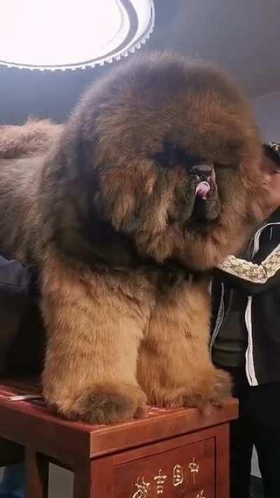 Magnificent Tibetan Mastiff