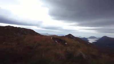 Fenris, siberian husky living in Norway celebrates with zoomies on top of a mountain he just hiked