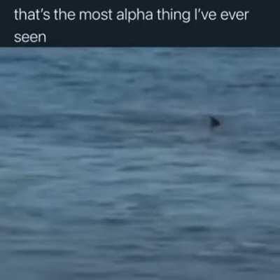 Surfing powered by shark