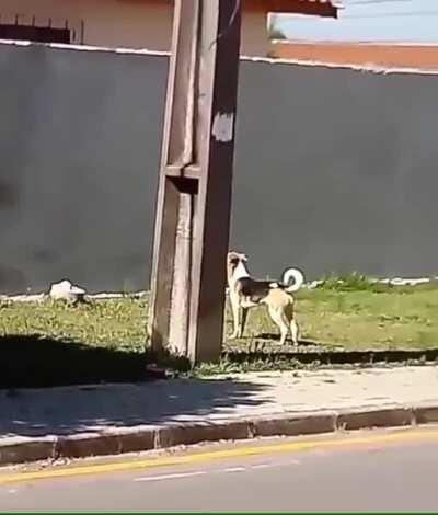 This dog’s perseverance paid off