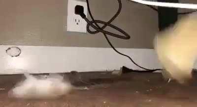 get this mouse an oscars (ctto)