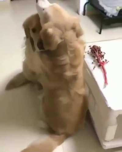 Hugs after a ruff day at work