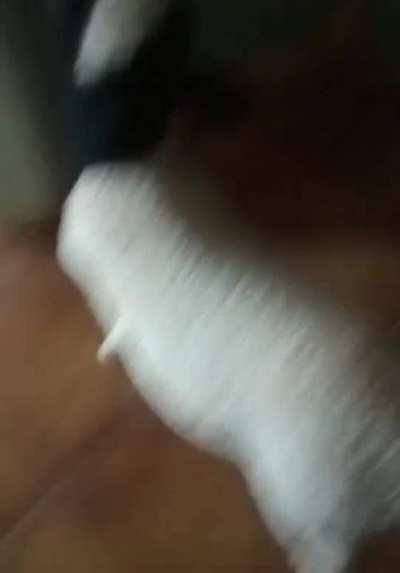 Upvote para o cabrito Júpiter