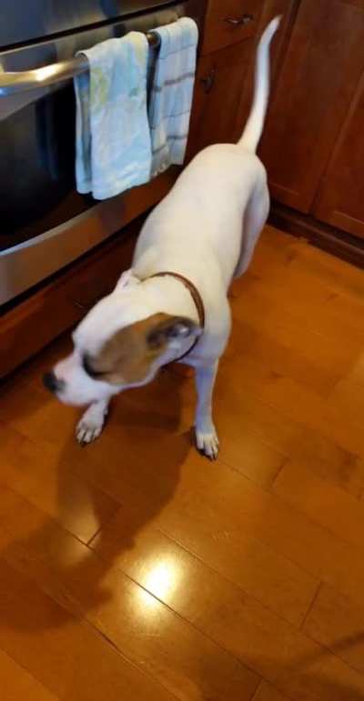 He loves the oven, I guess...