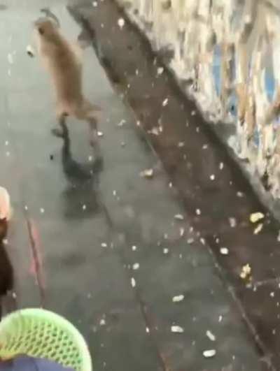 simplemente un mono😔👉👈