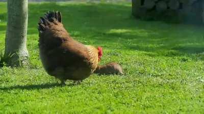 jacket 🐔 vs Richter 🐀