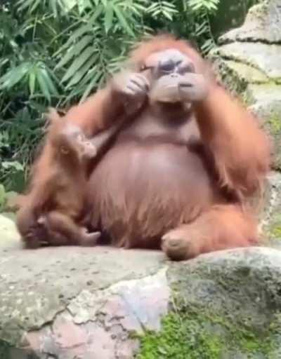 Orangutan tries on a pair of dropped sunglasses for size