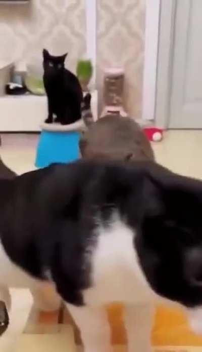 off for their routine treadmill workout