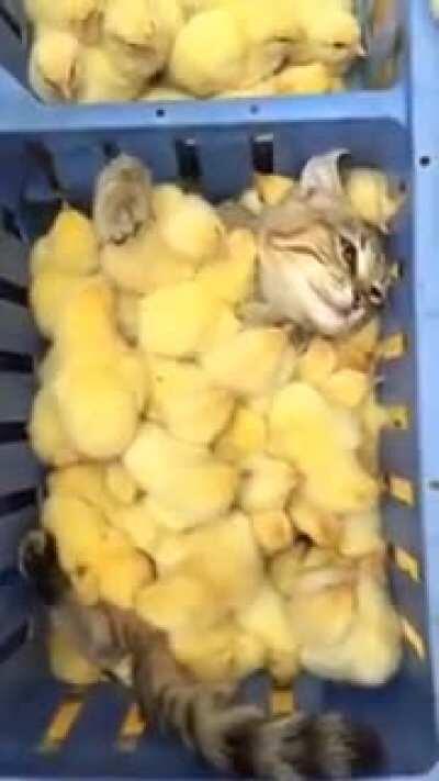 Babysitter of the year