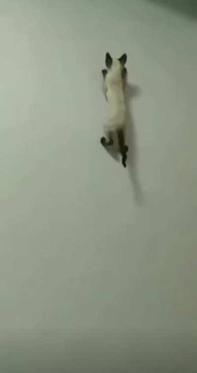 Physics is broken again