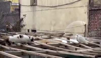 When cats realise birds aren't real..