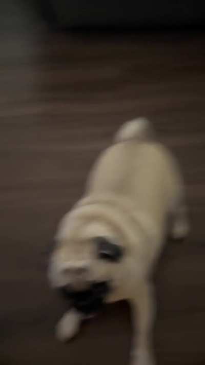 I love my North American House Hippo!