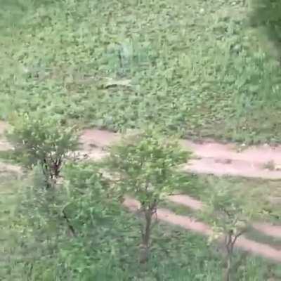 (Crosspost from r/HardcoreNature) Leopard outruns a Hyena
