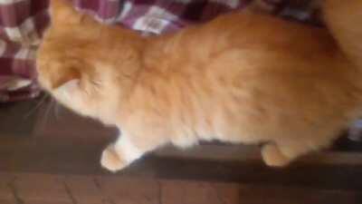 Wenn wir schon bei Katzen angekommen sind, möchte ich euch meinen äußerst süßen, aber nicht besonderes cleveren Kater Rhaeger vorstellen.