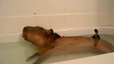 Capybara island