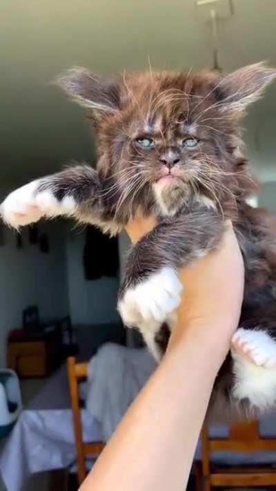 I think this is a cat.. but it could be a werewolf.. or maybe an Ewok.