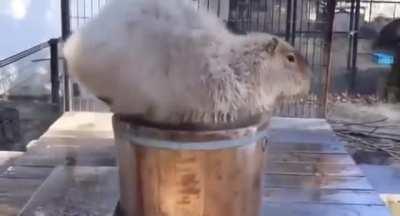 ✨capy no drink, capy take bath✨