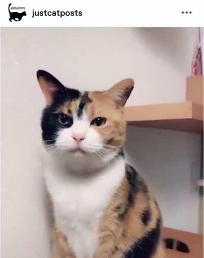 If you're happy and you know it, say Meow