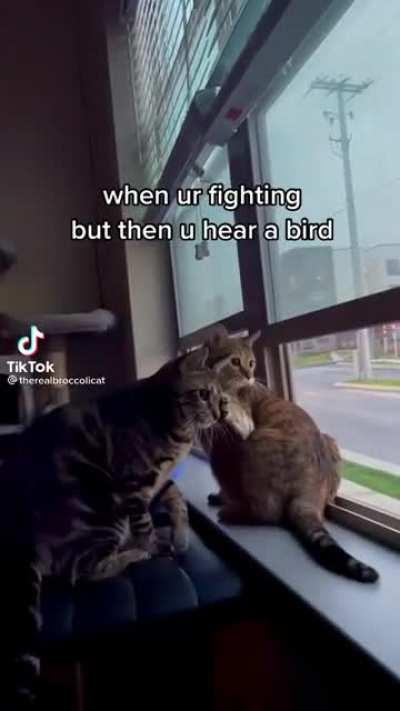 The bird was more important