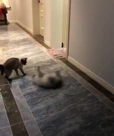 I am amazed at how cats seem to defy natural laws of movement on a regular basis.