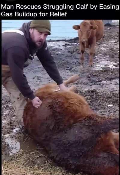  Animals, like cattle, might suffer from dangerous bloating due to gas in their stomachs. Veterinarians use a procedure called tubing' or tapping. They insert a tube or needle into the animal's stomach to release the gas and save it from serious harm.