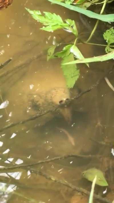🔥 Alligator Snapping Turtle lingual lure