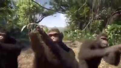 When r/ape gets back