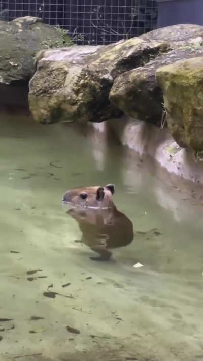 A baby capybara is having a great time practising walking in water!