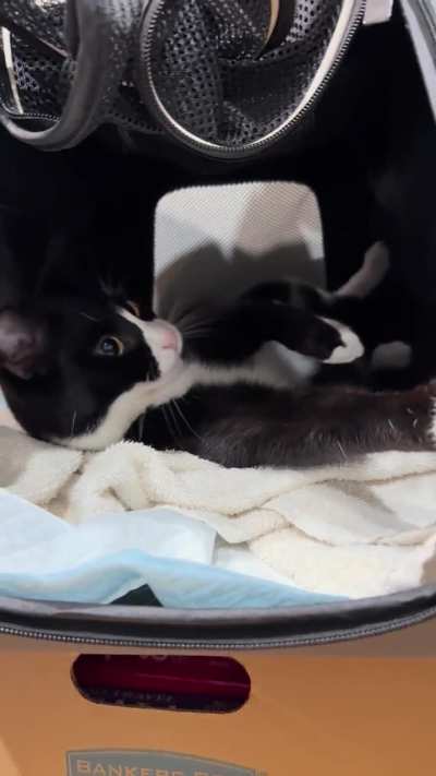 Bread thief puts herself in jail, remorse does not seem genuine