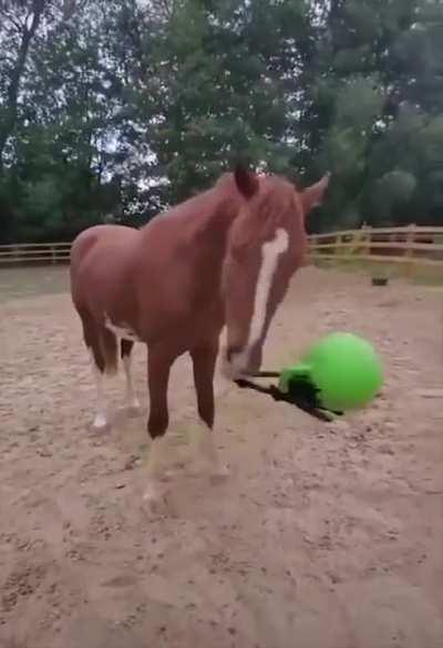 Horse the baller of pain