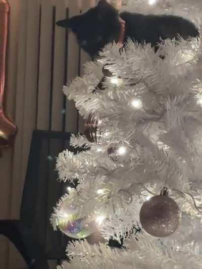 The $60 cat tower is nothing to her once the tree is up