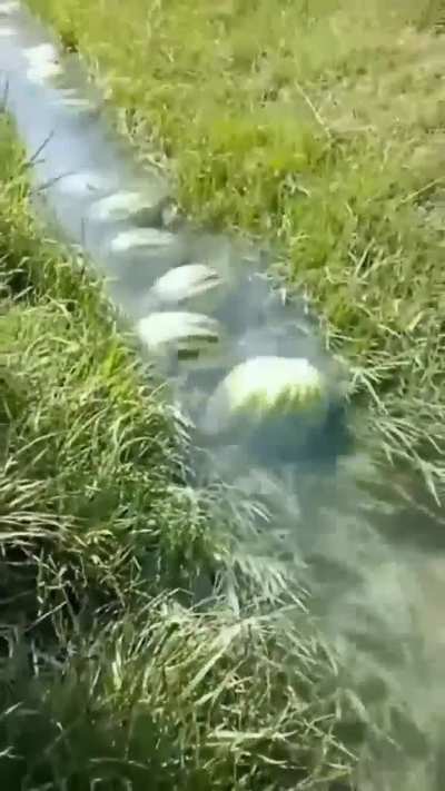 Ihaveihaveihavereddit is currently being raided by jakparty dot soy users btw