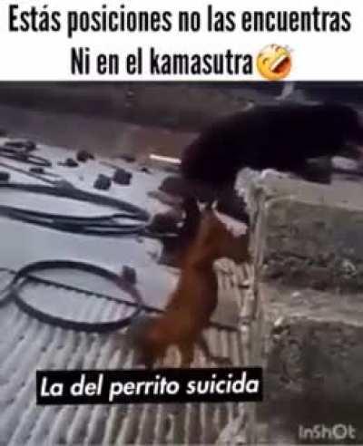 la Vaz a matar perro