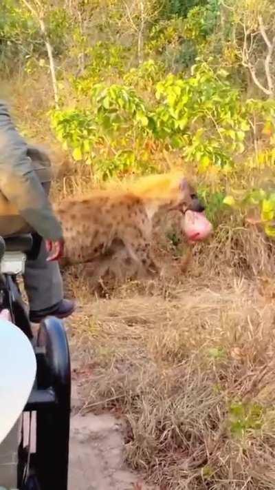 Spotted Hyena carrying a pair of Buffalo balls