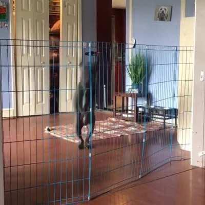 What you have done!?