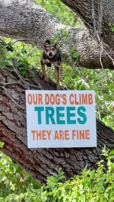 They had to put up a sign for their tree climbing dogs