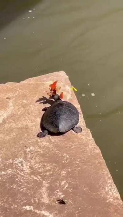 Butterflies & turtles have a symbiotic relationship where butterflies drink turtle tears as a source of sodium and minerals. In turn, the turtles get their eyes cleaned.