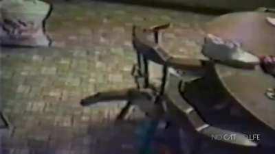 Just some cats getting startled