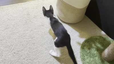 This is my foster CH kitty, currently in NYC. He’s very floppy and ploppy!