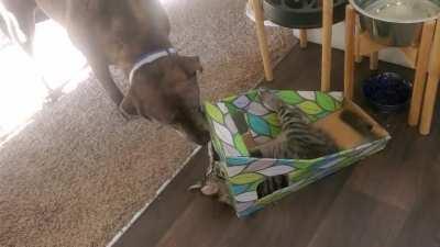 Trapped kitten gets devoured by a vicious pitbull