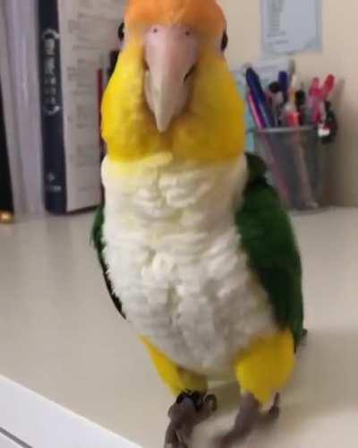 Birb has more rhythm then me.