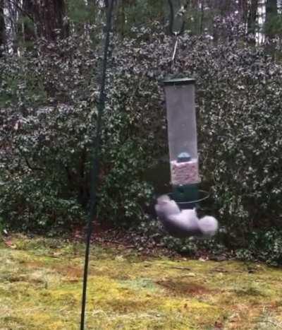 Squirrel Just Trying To Get A Bite To Eat