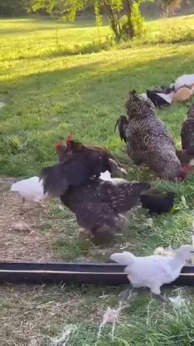 Meet Jeremiah 🤦‍♀️ The smallest rooster, and twice as frisky as the others🙄 He is not allowed around small children