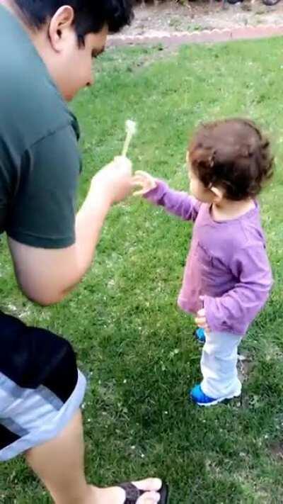 Tried to show my daughter to blow on dandelions. She ate it instead