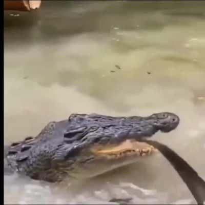 This dude and a Crocodile