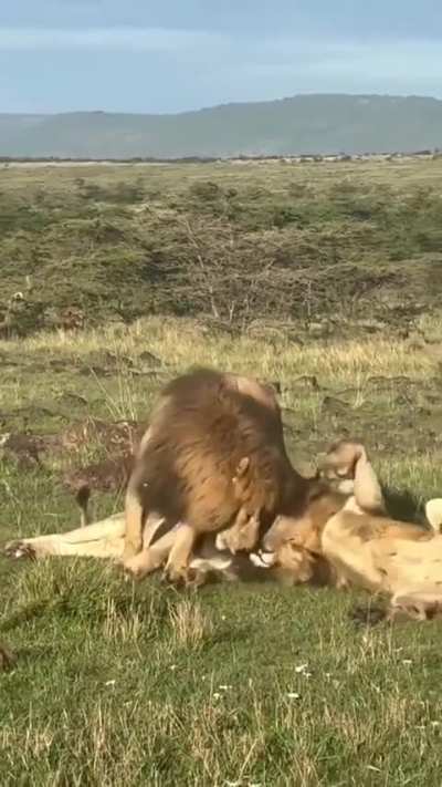 Amazing and adorable to see these magnificent males rejoin after patrolling and enjoy their bonding time. Here are 3/4 Enkoyanai boys, Mara's notorious killer machines Lenkoe, Mwana and Enkongu. They are so relaxed and fun to watch when they are not in th