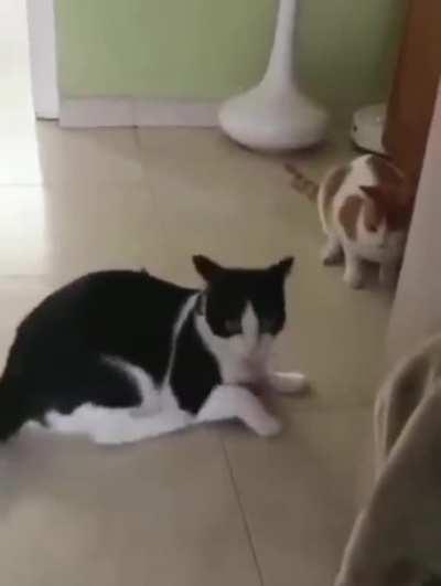 Cats will truly sit on anything.